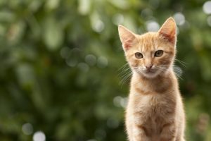 faire garder ses animaux pendant l'été