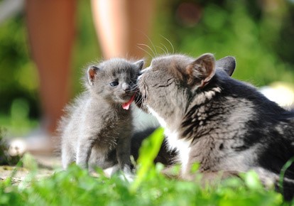 chat-chaton-photo