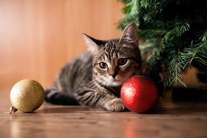 Adopter un chaton : nos accessoires !