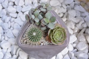 Plante d'intérieur succulente