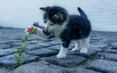 Meilleurs litières pour chats